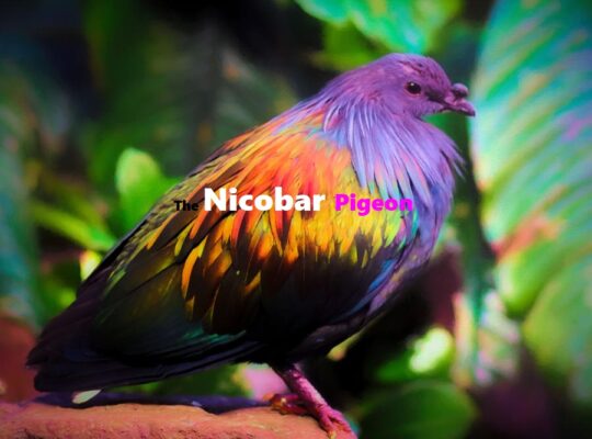 The Nicobar Pigeon
